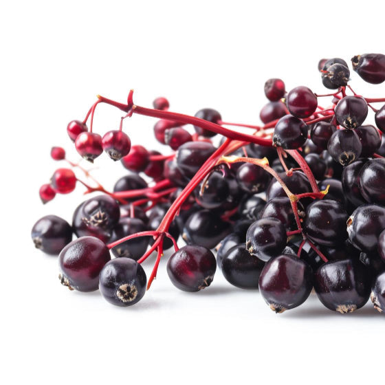 Elderberry Extract
